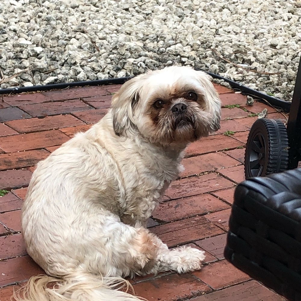 Meet your Posher, Puppy